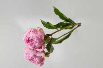 Beautiful pink peony flower with water drops on mirror as background © Pixel-Shot