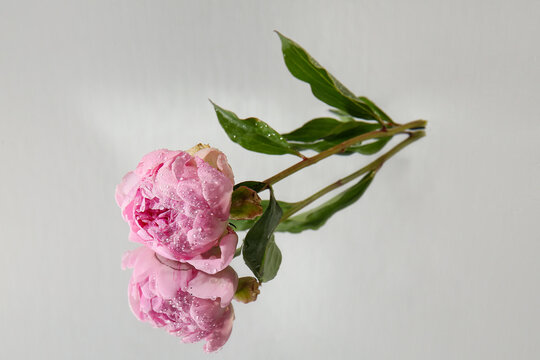 Beautiful pink peony flower with water drops on mirror as background