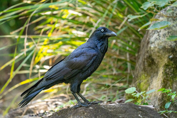 Naklejka premium Raven Perched on Rock in Forest with Sunlit Green Foliage Background