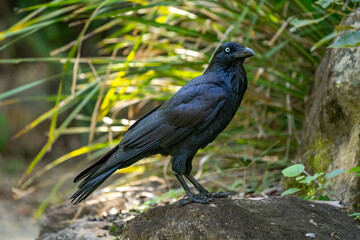 Naklejka premium Raven Perched on Rock in Forest with Sunlit Green Foliage Background