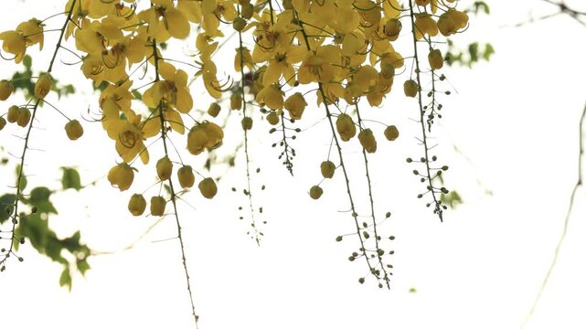water drops on a branch