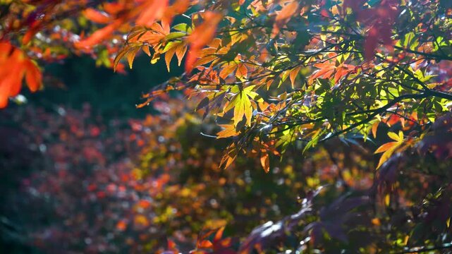 Maple Leaves In Autumn Sunlight 4K Closeup