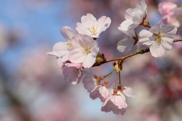 Naklejka premium 桜
