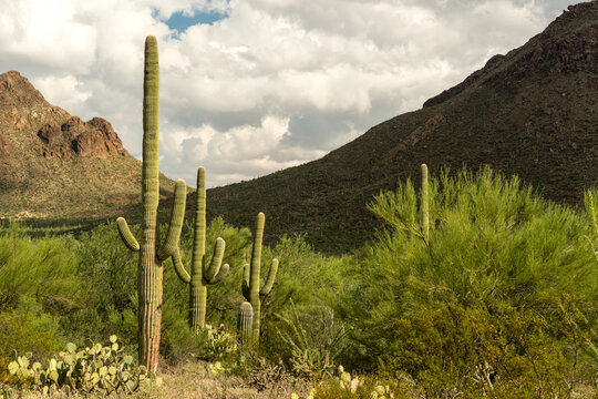 USA, Arizona, Tucson. Saguaro cactus in Saguaro National Park.