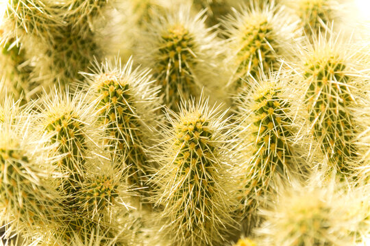 USA, Arizona, Tucson.  Close up of teddy bear cholla cactus (Cylindropuntia bigelovii) in Saguaro National Park.