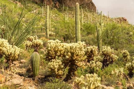USA, Arizona, Tucson.  Teddy bear cholla cactus (Cylindropuntia bigelovii) in Saguaro National Park.