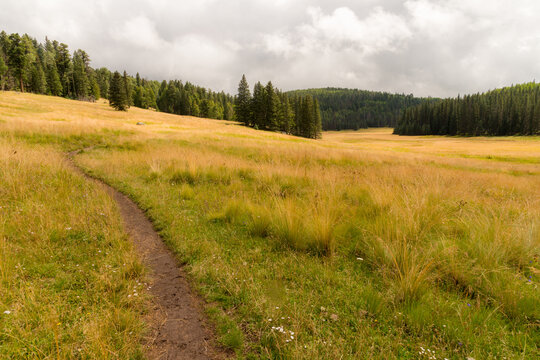USA, Arizona, Springerville.  White Mountains.  Beautiful grasslands beside trail to Mount Baldy.
