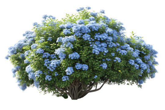 Beautiful blooming blue hydrangea flower bush with green leaves isolated on transparent background