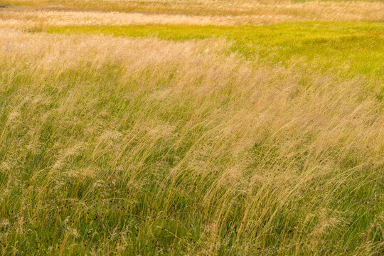 USA, Arizona, Springerville.  White Mountains.  Beautiful grasslands beside trail to Mount Baldy.