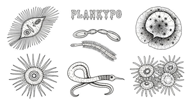 Hand Drawn Set of Microscopic Plankton Organisms