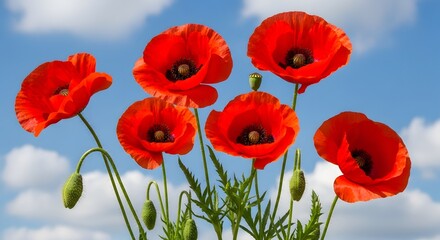 Naklejka premium Vibrant red poppies against a blue sky