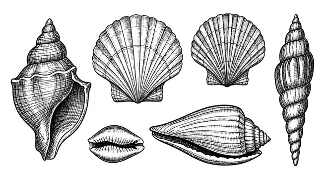 Set of Hand Drawn Sea Shells Illustration
