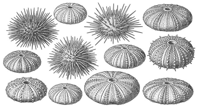 Vintage Illustration of Sea Urchins and Tests