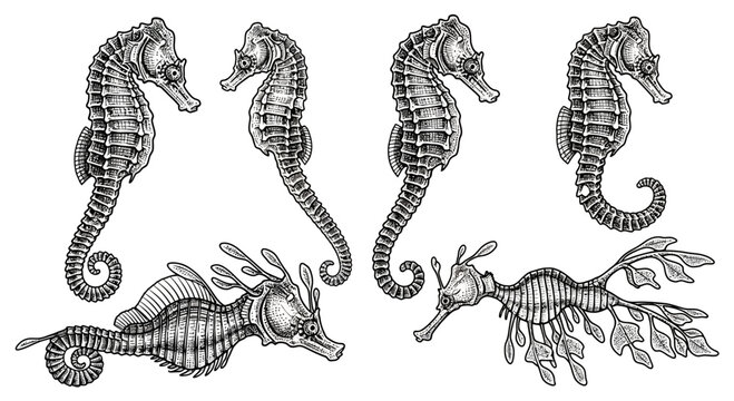 Set of Hand Drawn Seahorses and Leafy Seadragons