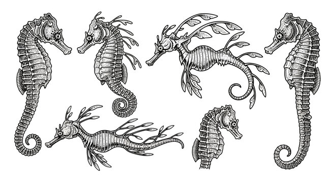 Hand Drawn Seahorse and Leafy Seadragon Set Collection