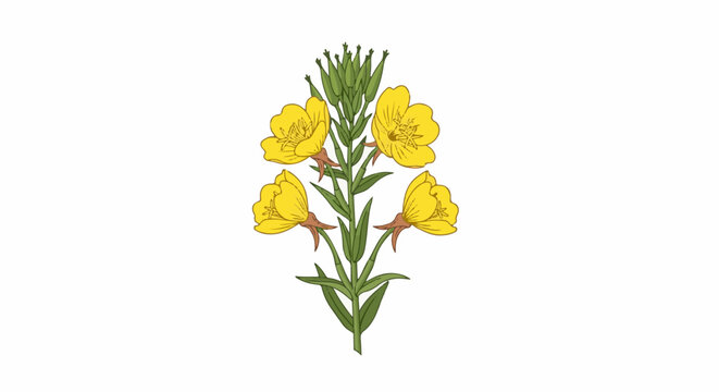 A detailed illustration of a yellow evening primrose flower stalk with green leaves and buds