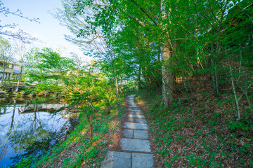 Obraz premium 山梨の忍野八海の池