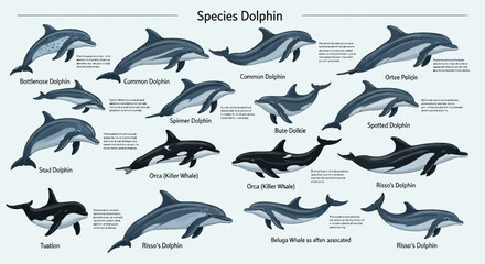 Educational Infographic Poster Featuring Various Dolphin and Whale Species © infah