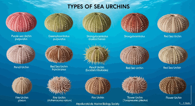 Educational Chart of Various Sea Urchin Species