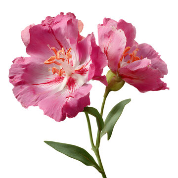 Two elegant pink Clarkia flowers blooming on transparent background