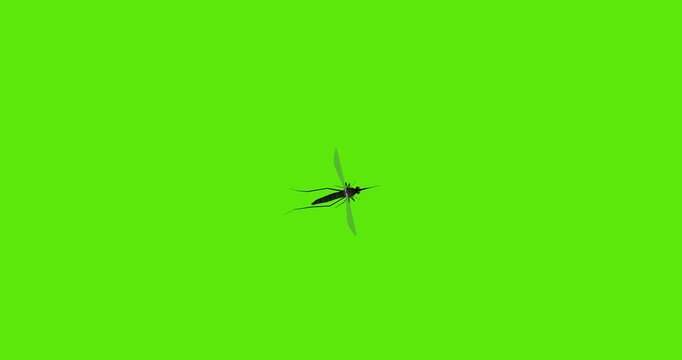 aerial view of mosquito flying