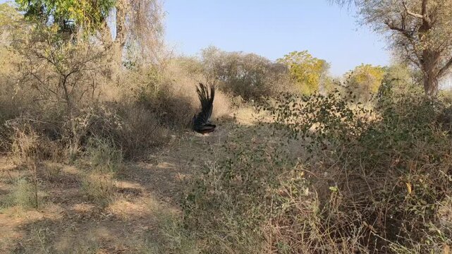 Peacock dancing in the forest, rural wild life