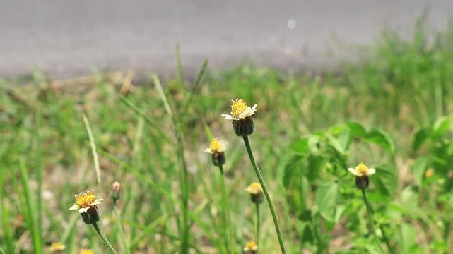 Small yellow wildflowers swayed in the breeze.