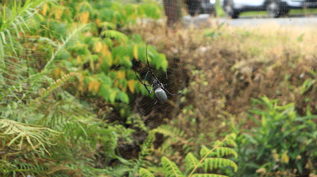 A large black spider hangs from its web waiting for prey.