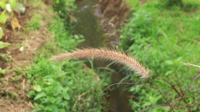 A stalk of grass flower waving in the wind at Kemesraan Park, Pujon, Malang, East Java, Indonesia
