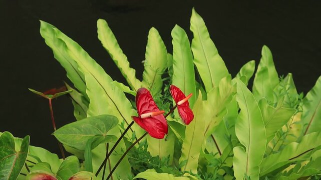 Blooming red anthurium flowers growing on the edge of a pond with a background moving in the wind at Pujon Love Park, Malang, East Java, Indonesia