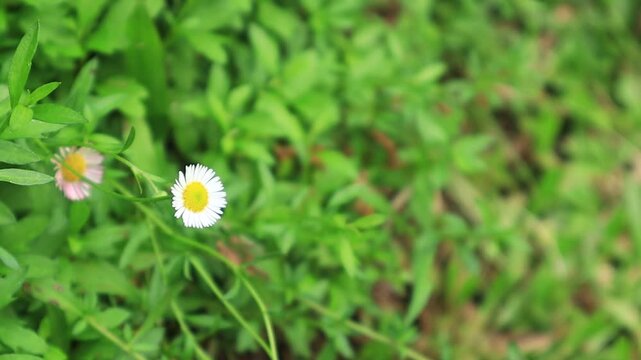 Small yellow and white flowers in bloom flutter in the wind in the Kemesraan Garden, Pujon, Malang, East Java, Indonesia.