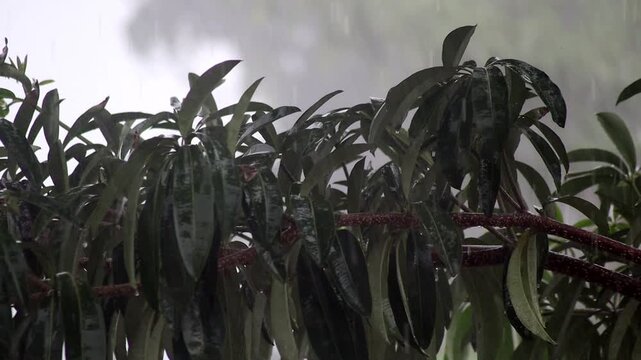 Rain falls, pouring down on the branches of the Pule tree