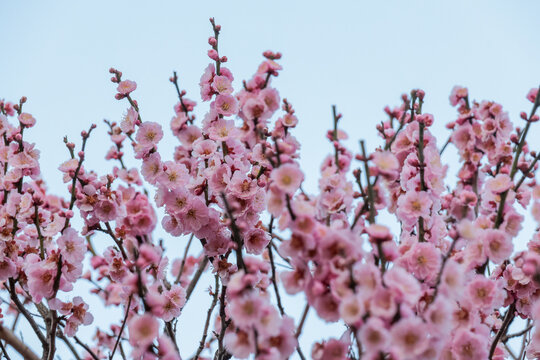 Plum blossoms signaling spring at Dazaifu Tenmangu Shrine