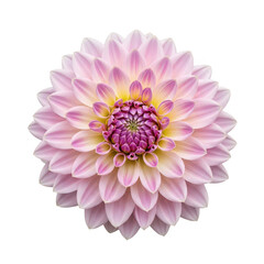 Fototapeta premium A close-up view of a delicate pink and white chrysanthemum in full bloom isolated on transparent background