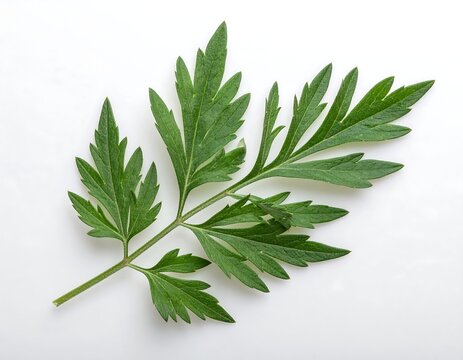 Close-up of a vibrant green leaf, dissected in a unique way, resting against a bright white backdrop