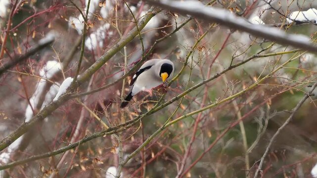冬の雪山で樹木の種をモグモグ食べているイカル
