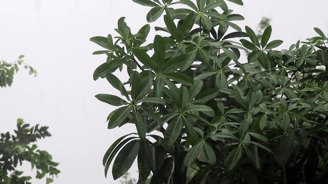 Rain falls, pouring down on the branches of the Pule tree