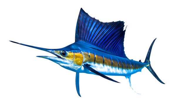 Blue Marlin Fish, Oceanic Predator, Tropical Sea Creature, Marine Life