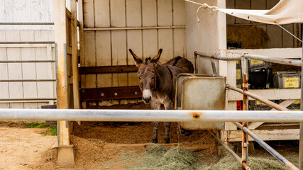 Donkey Inside Wooden Shelter © Oasis23