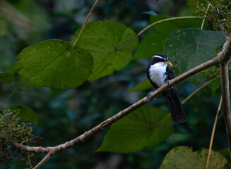 Obraz premium A Indian scimitar babbler, highlighting its distinctive long, curved yellow bill and sharp white eye stripe. The bird is perched on a textured branch against a lush green, out of focus forest backgrou