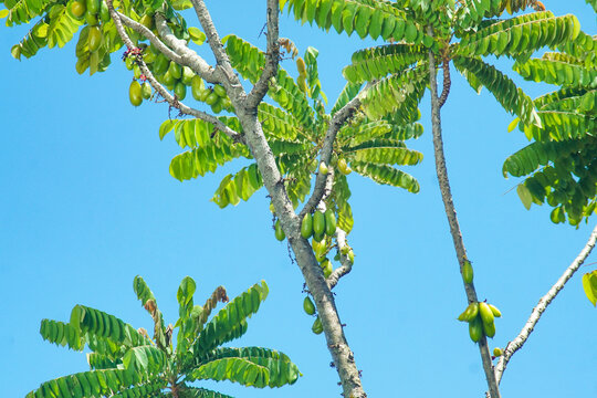 Averrhoa Bilimbi Linn grows in Indonesia, also in several other countries. The fruit is oval, shiny light green with a sour taste, used as a cooking spice, herbal medicine and others.