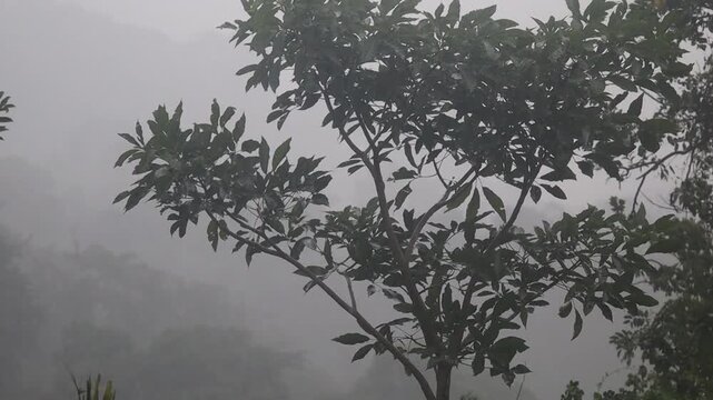 Rain falls, pouring down on the branches of the Pule tree