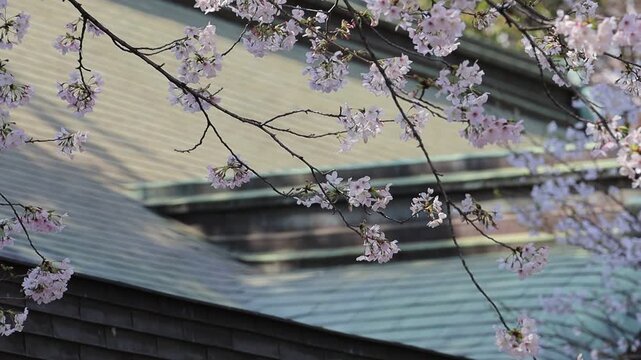 緑青色の屋根に映える淡いピンクの桜　埼玉県川口神社