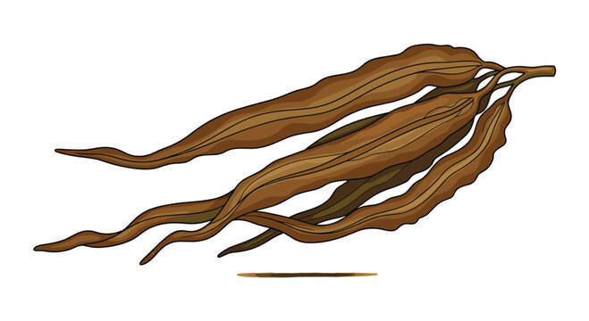 Rustic illustration of several pieces of dried kelp seaweed, showing their long, wavy brown forms, used in various culinary and health applications.