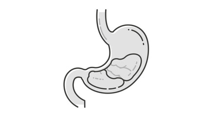 Fototapeta premium Conceptual black and white line art illustration of the human stomach organ, depicting its anatomical structure and function, an essential biological concept
