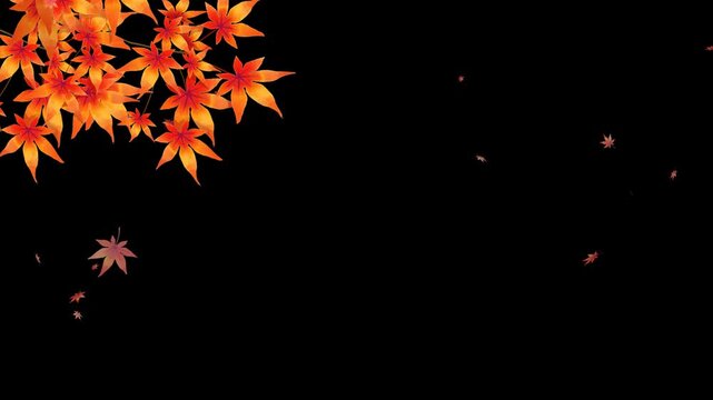 紅葉の枝付き、水彩で描いた紅葉の葉が舞うループアニメーション素材。アルファチャンネル付き。透過素材。Adobeaftereffectで作成。