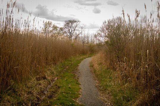 a thin asphalt walking path is surrounded by brown reed grass and cat tails that are over ten feet tall and growing vigorously from the swampy mud flat near the mouth of a river
