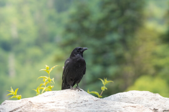 Cute black bird is super intelligent, and sits regally on some rocks along the roadside, waiting for rand easy roadkill meal during busy tourist season in the park she lives in