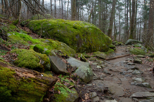 a wet slippery walking path with lots of larges stones and rocks in the ground making for a difficult and strenuous hike in the humid rainforset with moss covered slippery rocks