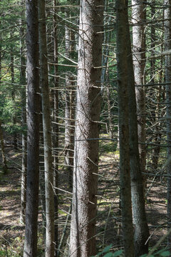 vertical shot of pine trees with many lateral branches in a densely pack forest with dappled sunlight reaching the tree trunks and dirt floor